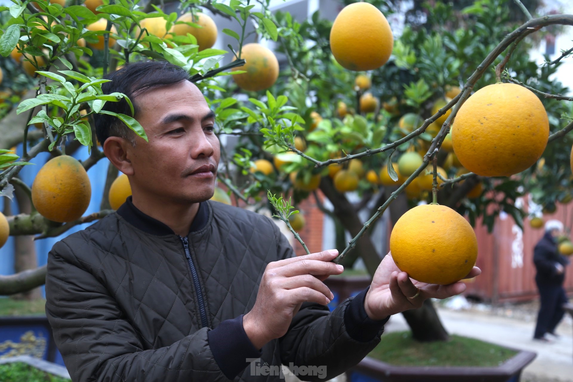 Bưởi Diễn thế trực huyền ‘độc nhất’ giá 150 triệu đồng xuống phố chơi Tết-10