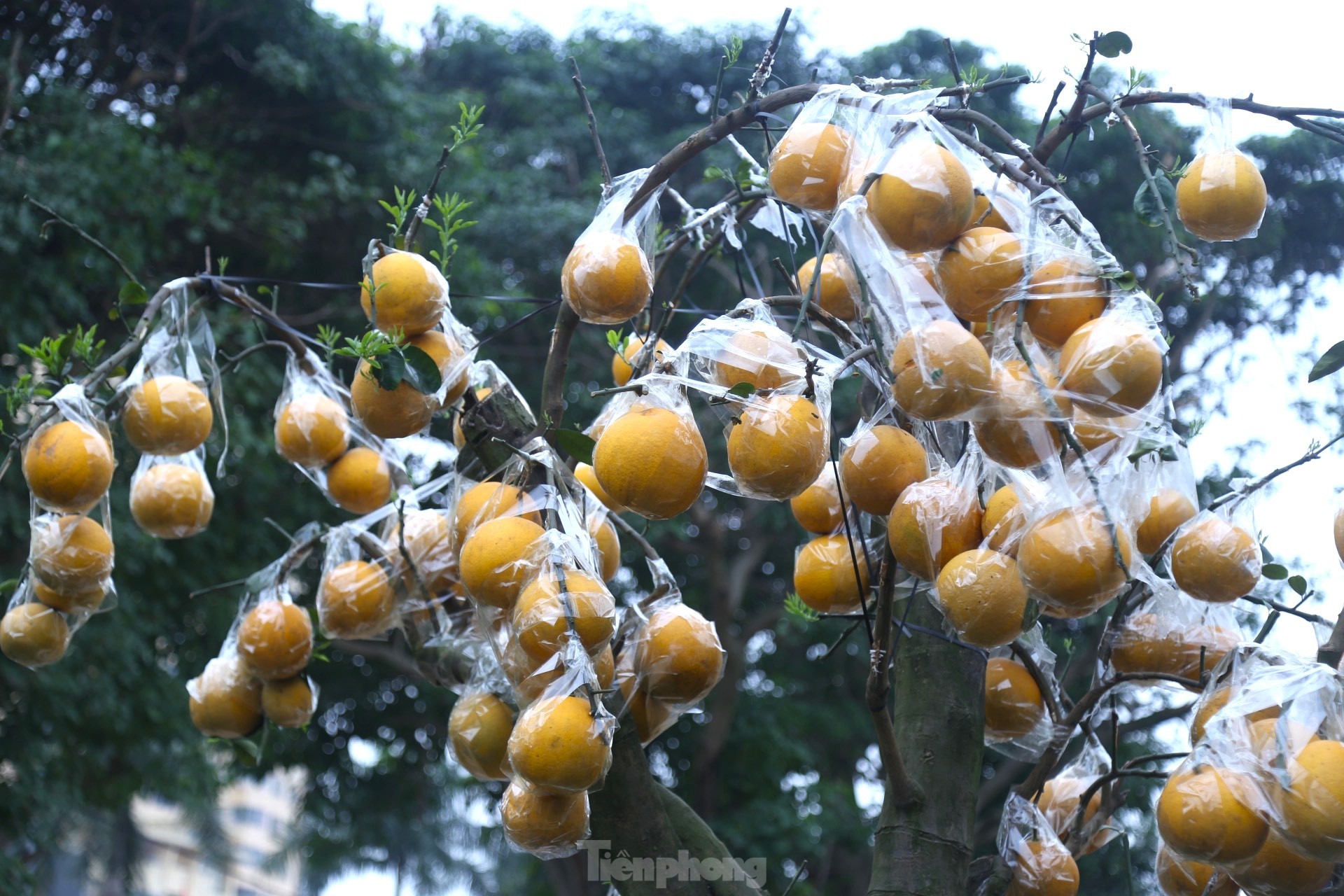 Bưởi Diễn thế trực huyền ‘độc nhất’ giá 150 triệu đồng xuống phố chơi Tết-11