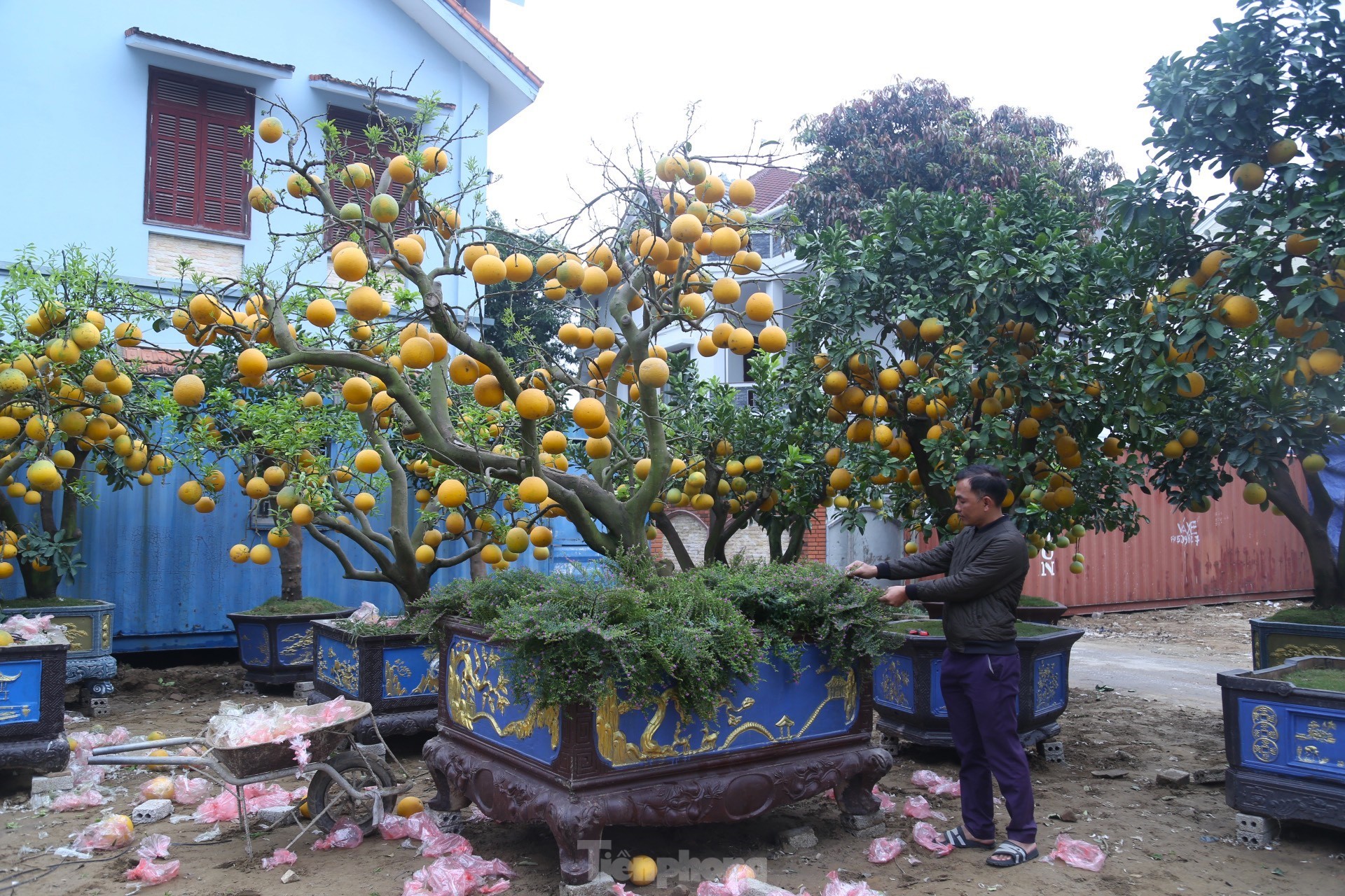 Bưởi Diễn thế trực huyền ‘độc nhất’ giá 150 triệu đồng xuống phố chơi Tết-3