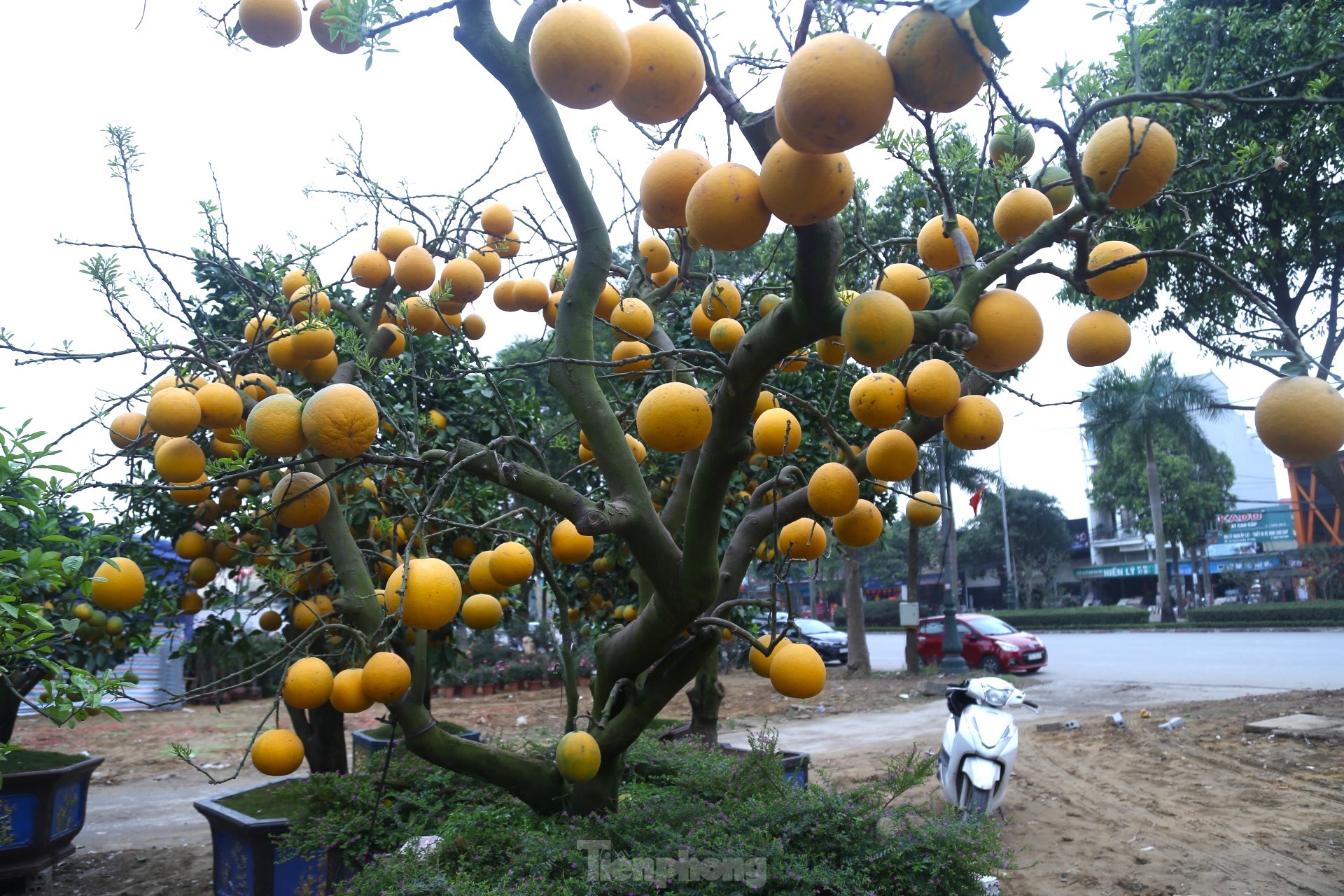 Bưởi Diễn thế trực huyền ‘độc nhất’ giá 150 triệu đồng xuống phố chơi Tết-4