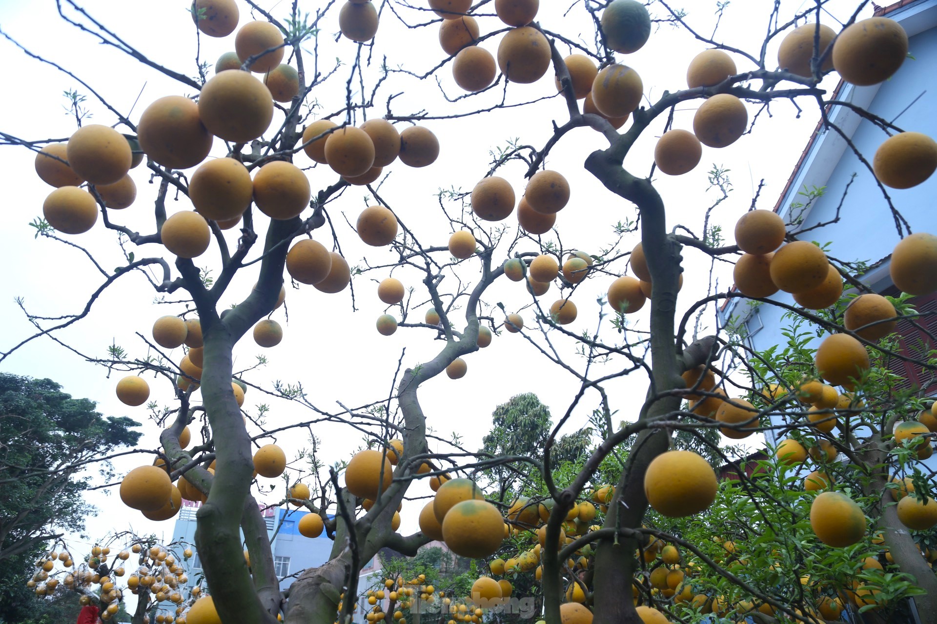 Bưởi Diễn thế trực huyền ‘độc nhất’ giá 150 triệu đồng xuống phố chơi Tết-5