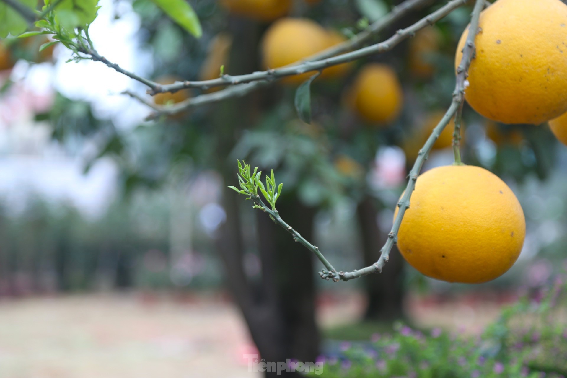 Bưởi Diễn thế trực huyền ‘độc nhất’ giá 150 triệu đồng xuống phố chơi Tết-6