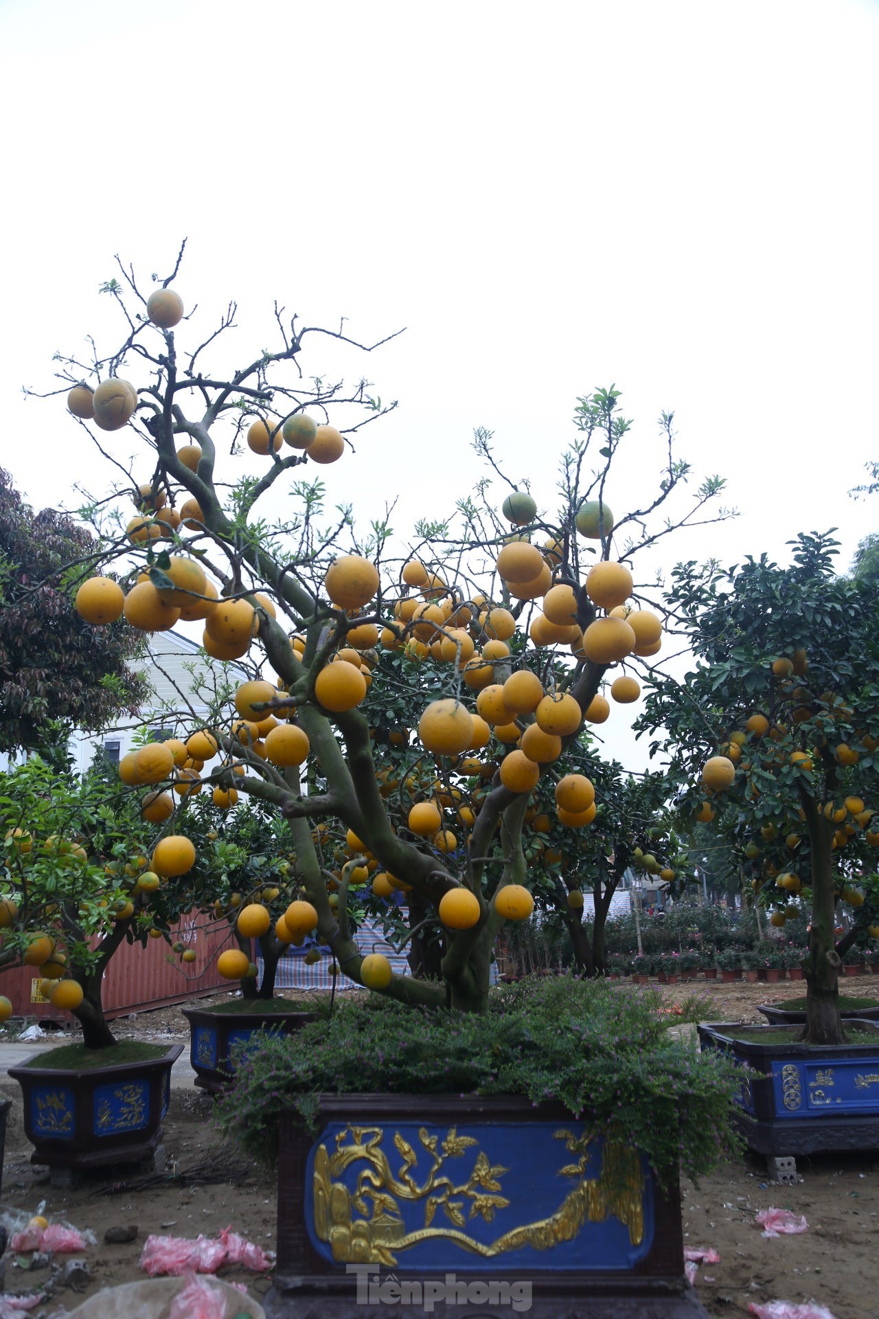 Bưởi Diễn thế trực huyền ‘độc nhất’ giá 150 triệu đồng xuống phố chơi Tết-7