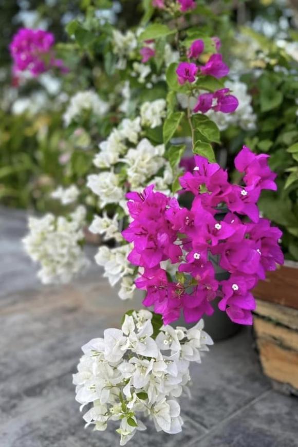 Mỹ Tâm nhá hàng biệt thự nhà vườn y hệt khu du lịch sinh thái, nhìn thôi cũng đủ hiểu đắt đỏ cỡ nào-7