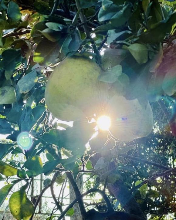 Mỹ Tâm nhá hàng biệt thự nhà vườn y hệt khu du lịch sinh thái, nhìn thôi cũng đủ hiểu đắt đỏ cỡ nào-9