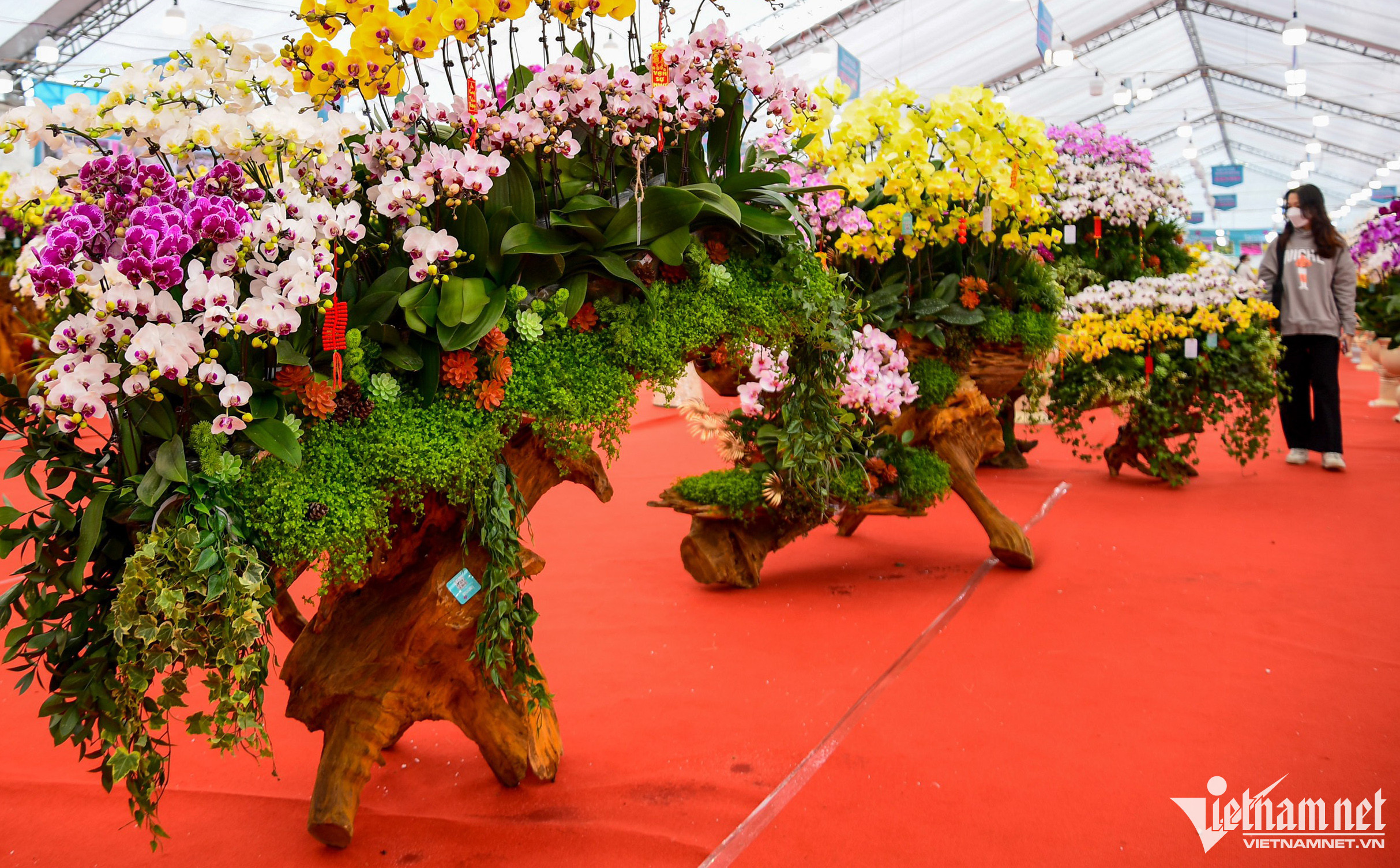 Chậu lan phú quý 3.686 cành giá hơn 1,6 tỷ đồng ở Hà Nội-1