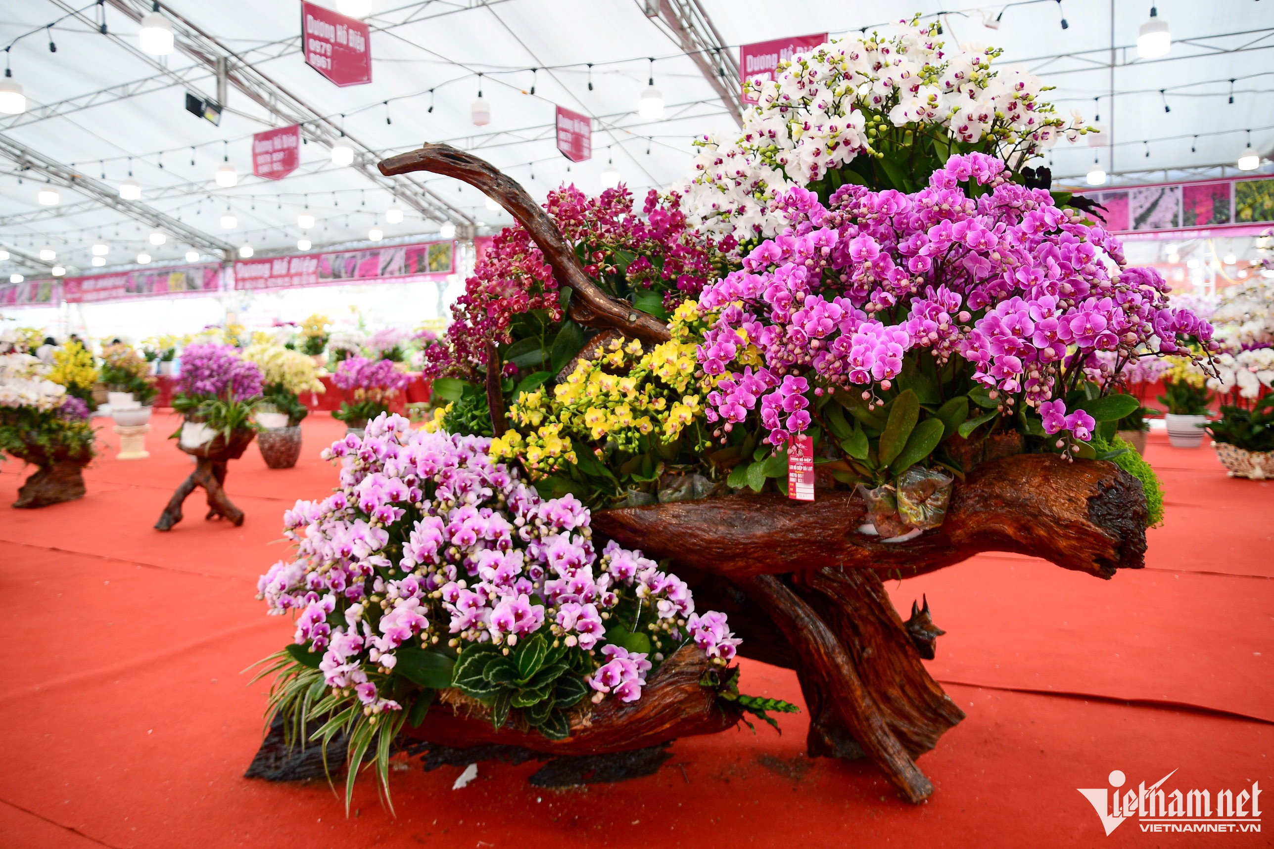 Chậu lan phú quý 3.686 cành giá hơn 1,6 tỷ đồng ở Hà Nội-2