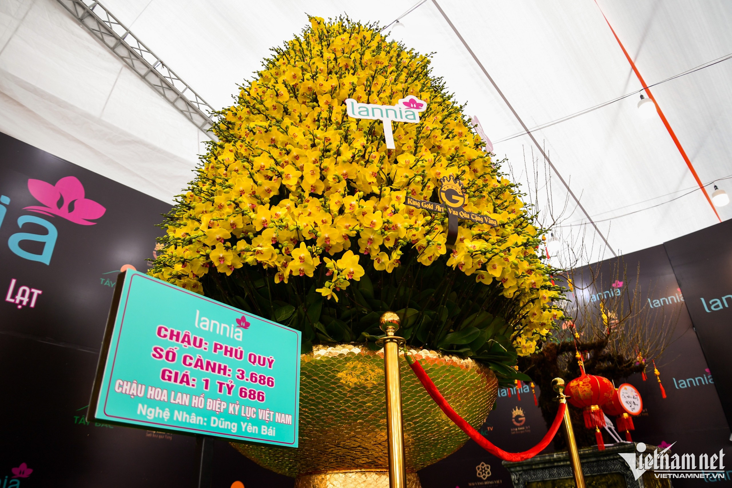 Chậu lan phú quý 3.686 cành giá hơn 1,6 tỷ đồng ở Hà Nội-3