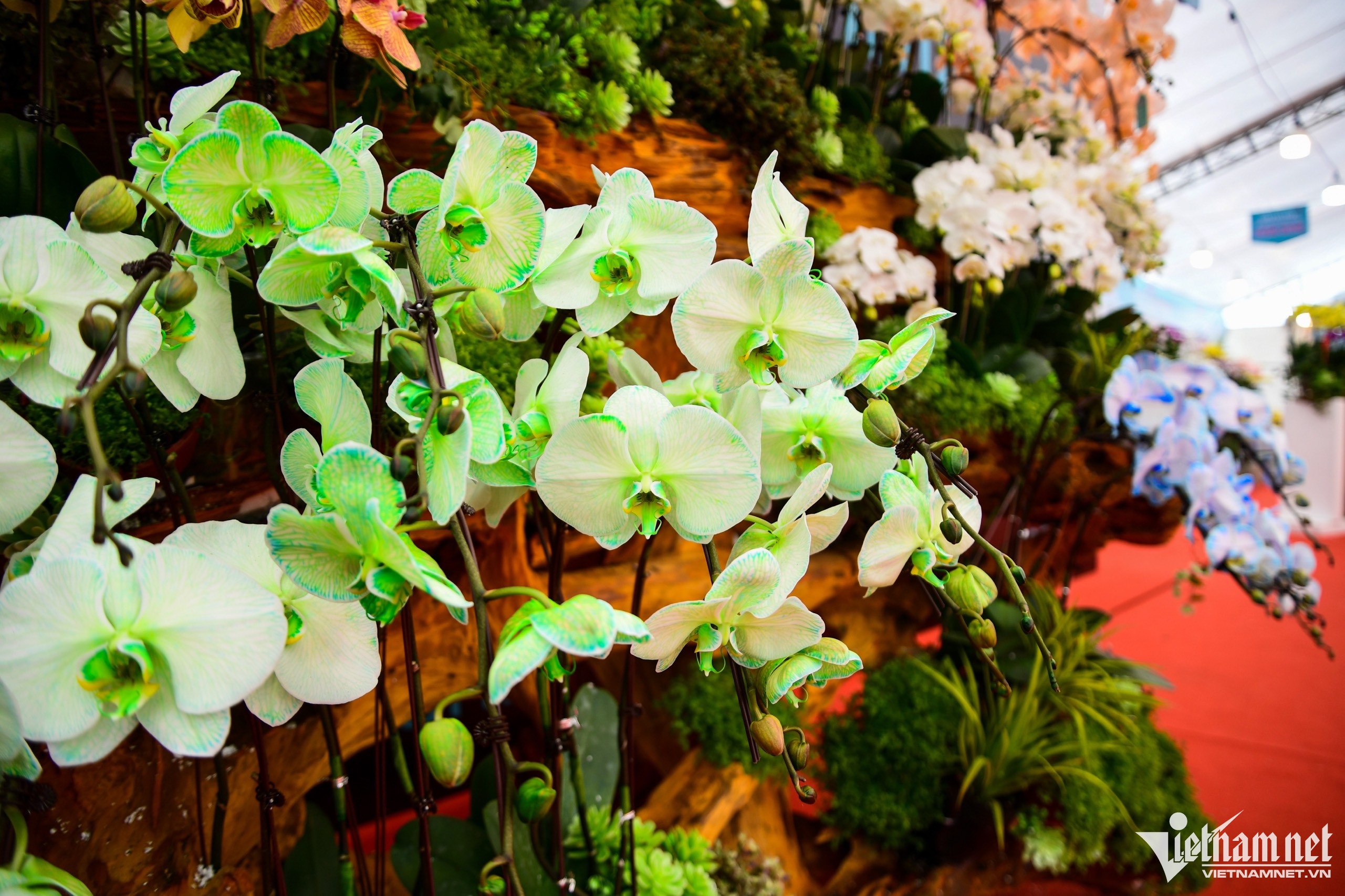 Chậu lan phú quý 3.686 cành giá hơn 1,6 tỷ đồng ở Hà Nội-4