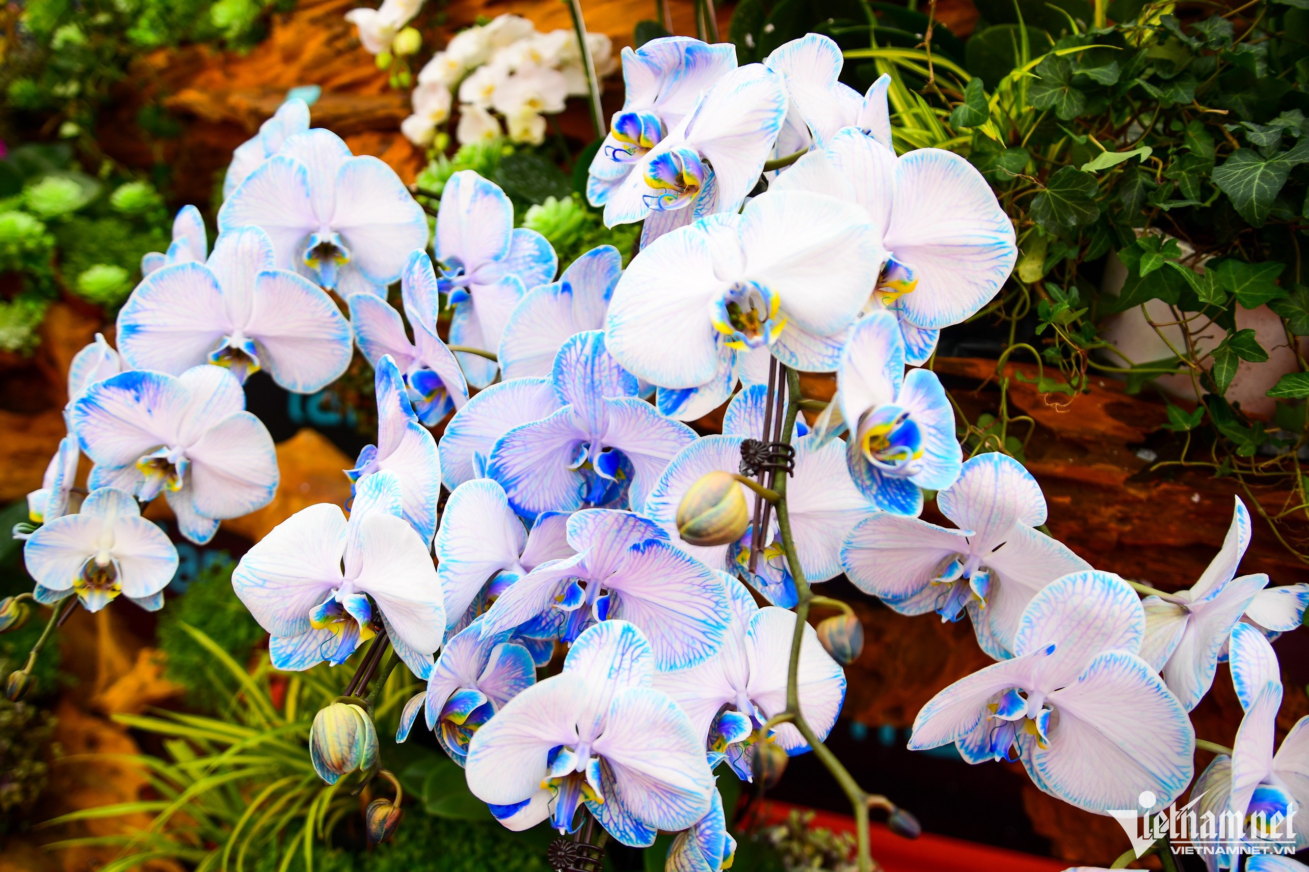 Chậu lan phú quý 3.686 cành giá hơn 1,6 tỷ đồng ở Hà Nội-5