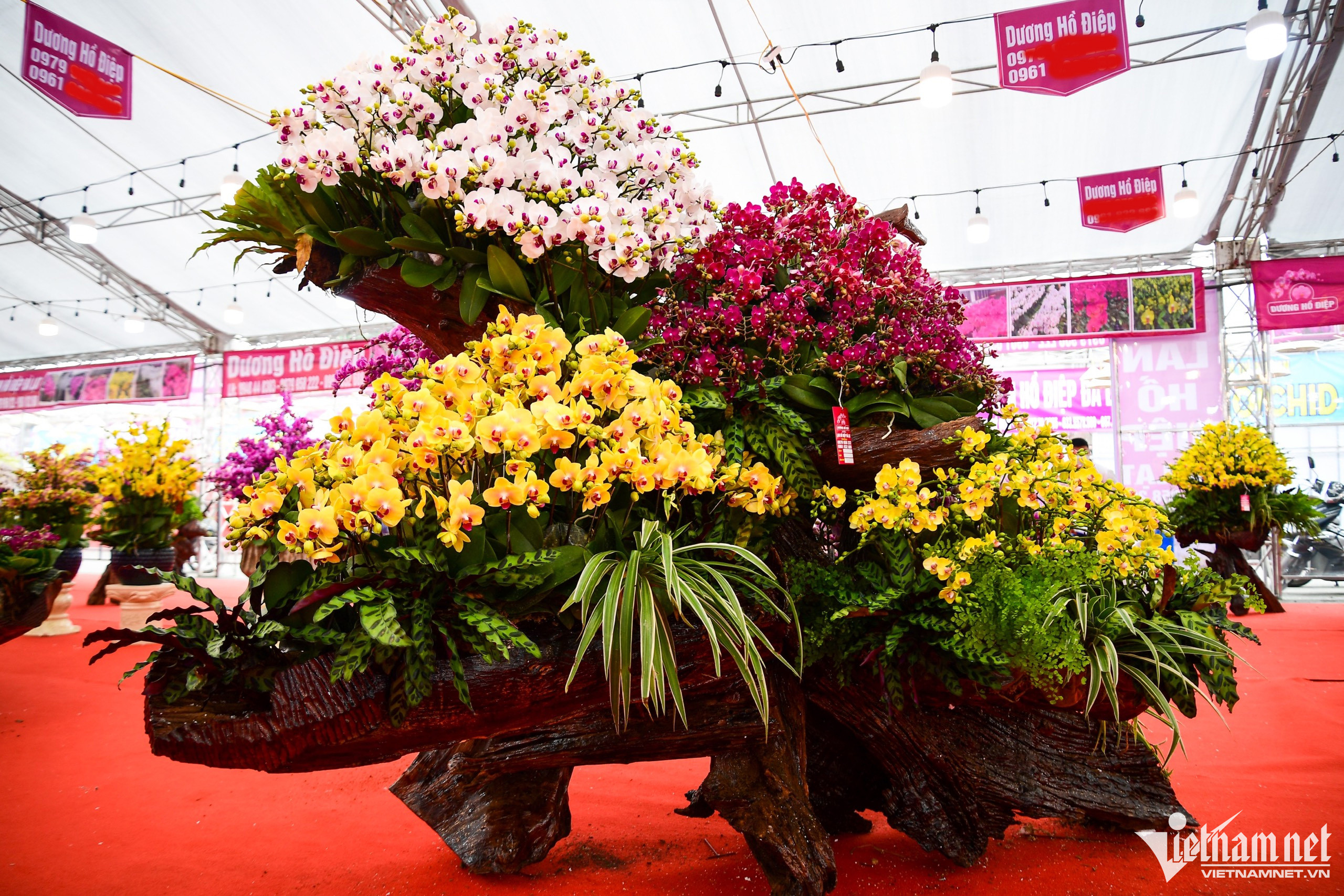 Chậu lan phú quý 3.686 cành giá hơn 1,6 tỷ đồng ở Hà Nội-6