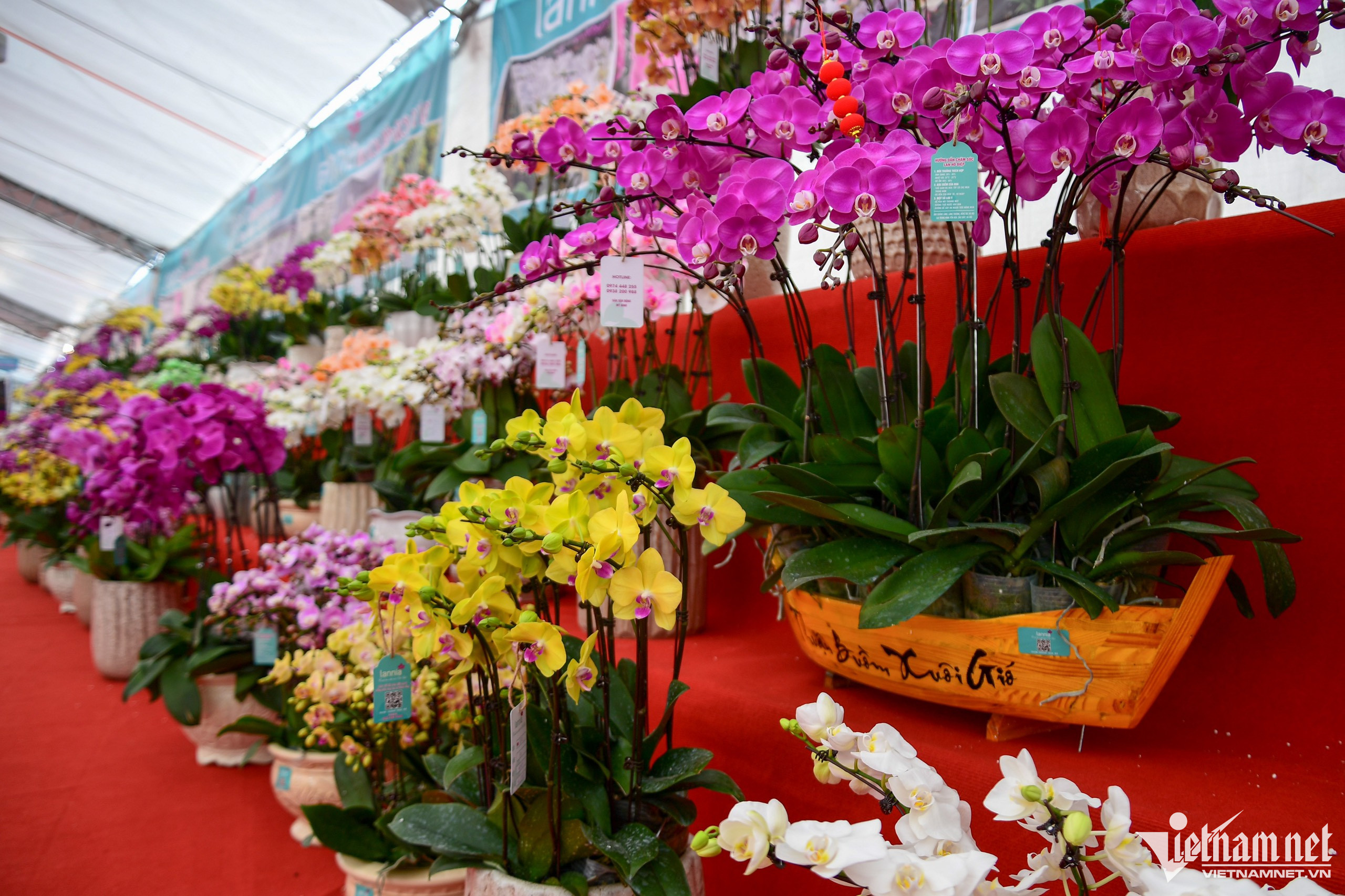 Chậu lan phú quý 3.686 cành giá hơn 1,6 tỷ đồng ở Hà Nội-7