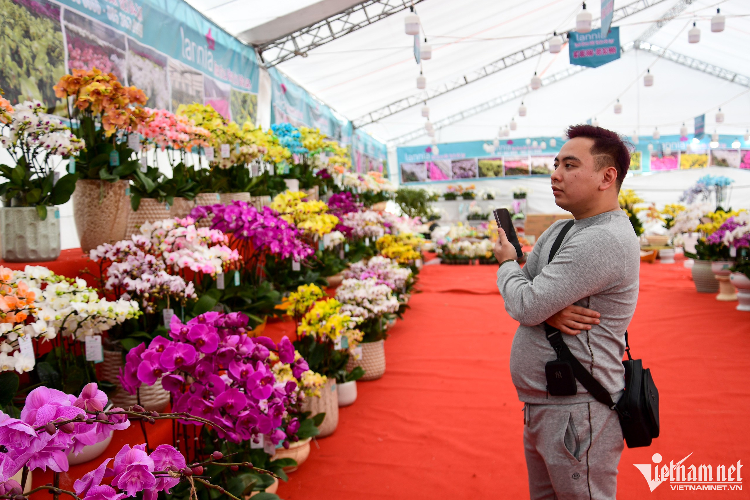 Chậu lan phú quý 3.686 cành giá hơn 1,6 tỷ đồng ở Hà Nội-8