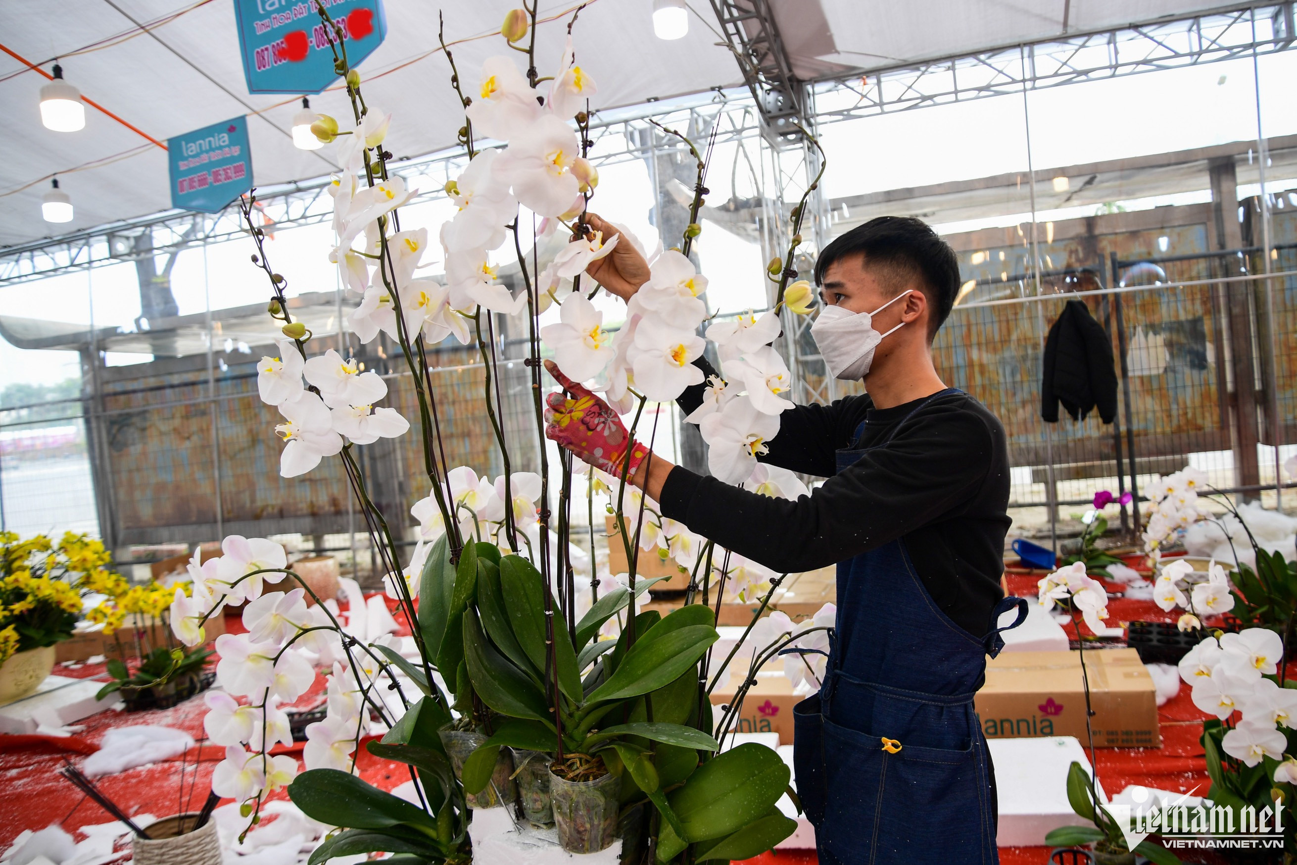 Chậu lan phú quý 3.686 cành giá hơn 1,6 tỷ đồng ở Hà Nội-9