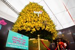 Hoa lan dát vàng 18k bày bán hút người xem ở thành Vinh-5