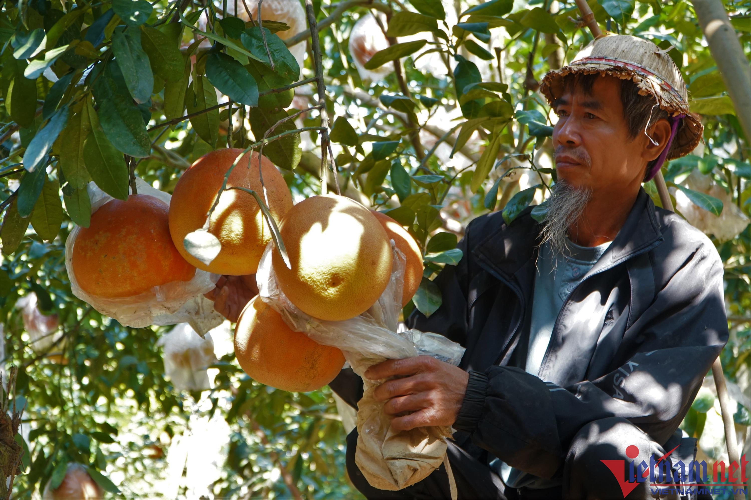 Bưởi đỏ nửa triệu một cặp, thương lái tranh nhau đặt hàng bán Tết-1