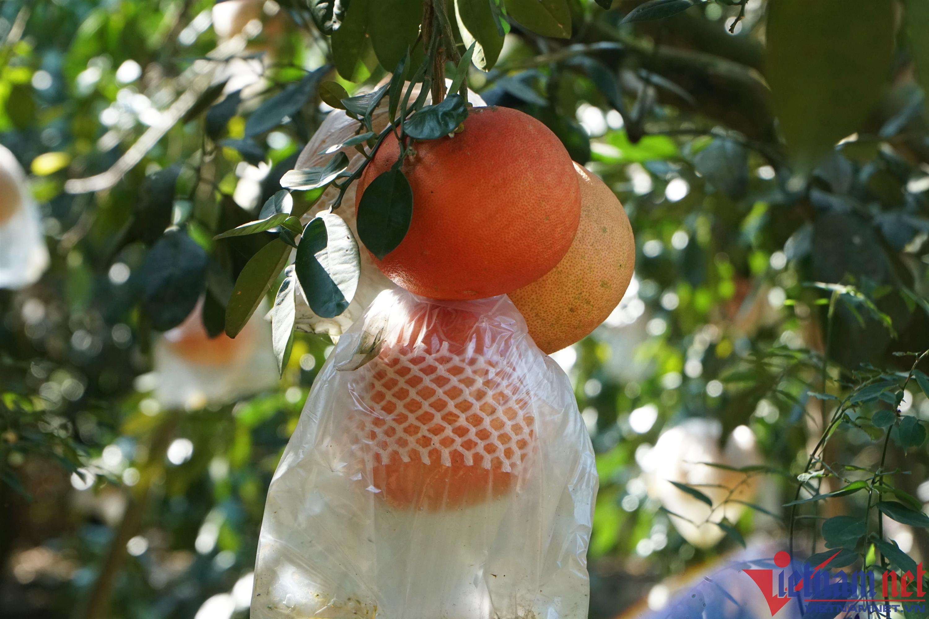 Bưởi đỏ nửa triệu một cặp, thương lái tranh nhau đặt hàng bán Tết-2