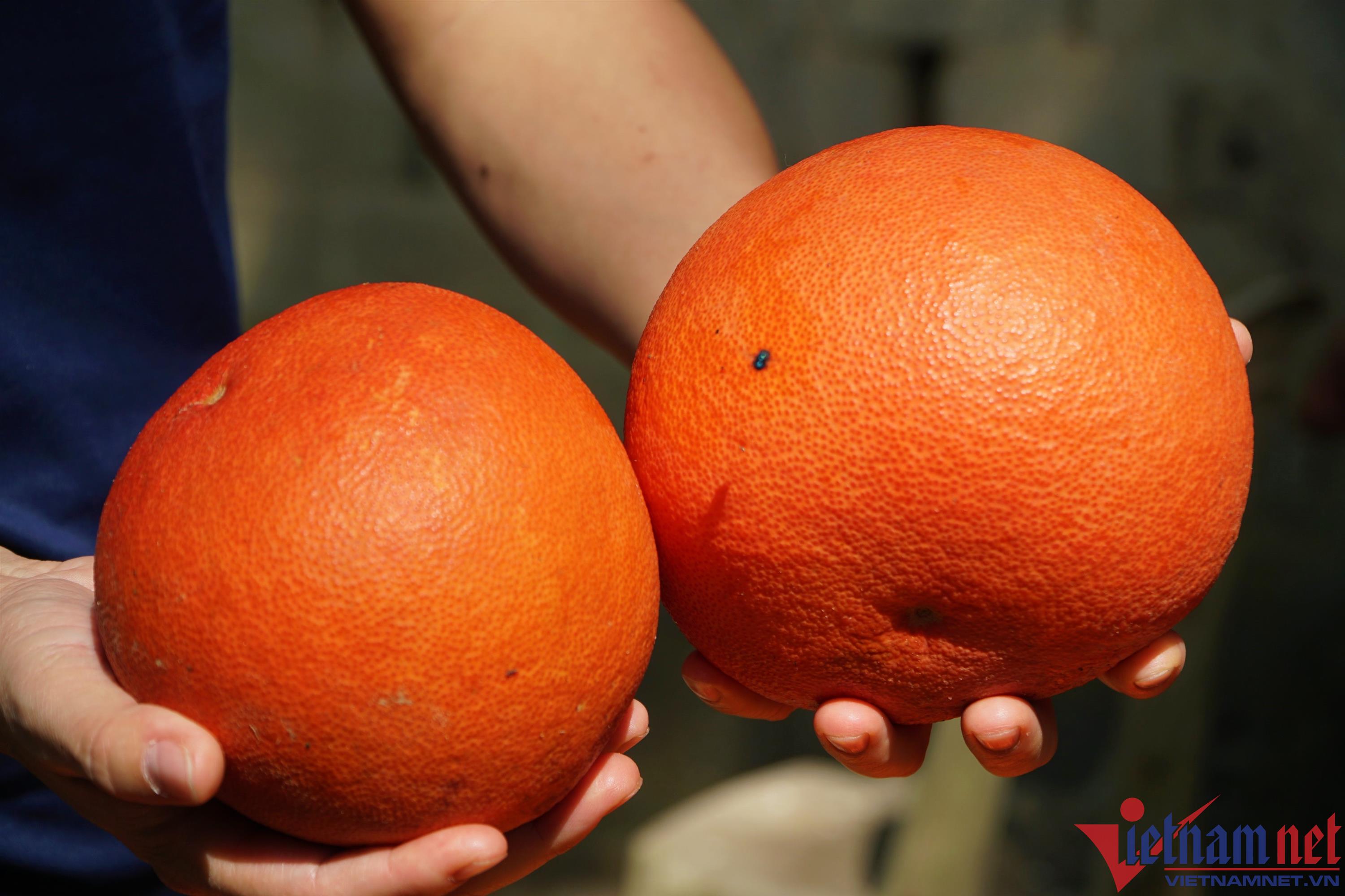 Bưởi đỏ nửa triệu một cặp, thương lái tranh nhau đặt hàng bán Tết-3