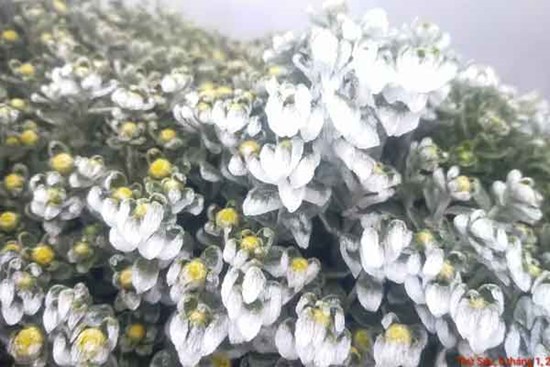 Băng giá phủ trắng xóa, đỉnh Fansipan đẹp lạ lùng