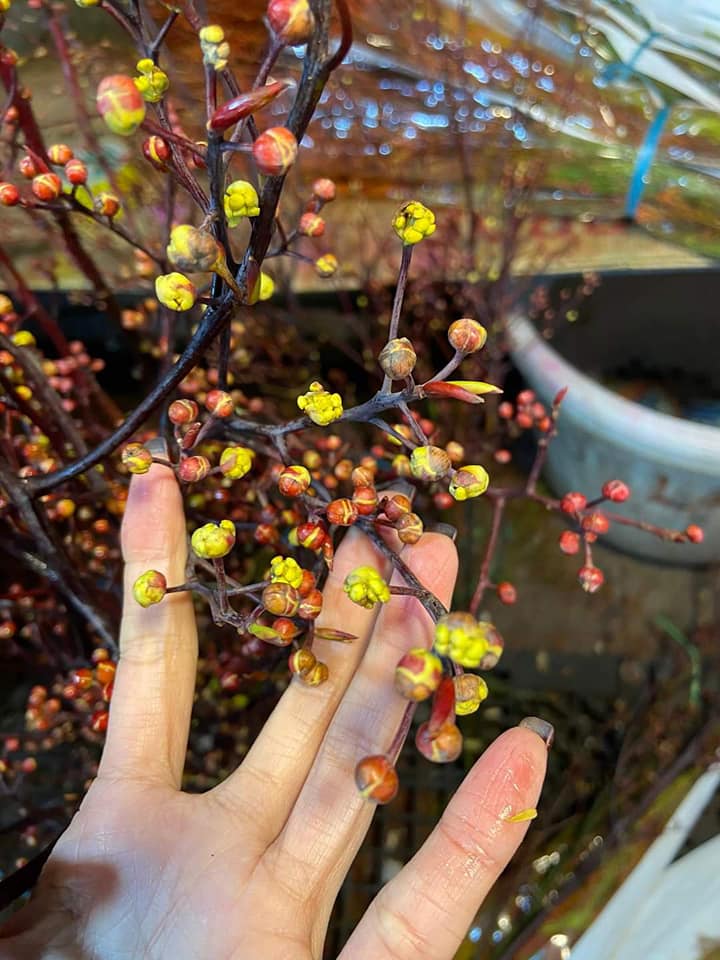 Cành đào có màu lạ xuống phố, dân buôn mỏi tay chốt đơn-1