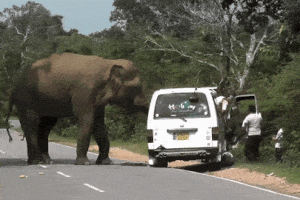 Clip: Bị voi điên rượt đuổi, 2 thanh niên vứt xe máy bỏ chạy thục mạng-1