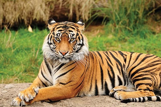 10 ngày cuối năm âm lịch: 3 con giáp giàu nứt vách, tiền cứ vơi lại đầy