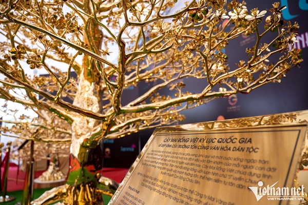 Cây mai mạ vàng 24k giá rao bán gần 6 tỷ đồng ở Hà Nội-2