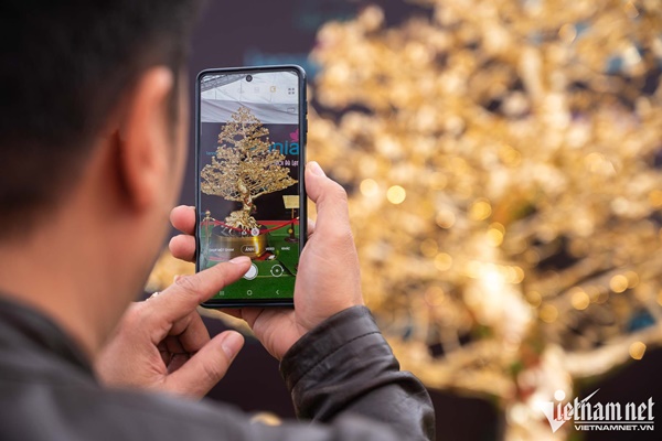 Cây mai mạ vàng 24k giá rao bán gần 6 tỷ đồng ở Hà Nội-5