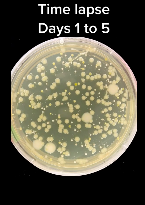 Thứ trong nhà bẩn hơn bồn cầu nhiều lần nhưng không phải ai cũng biết làm sạch đúng cách-2