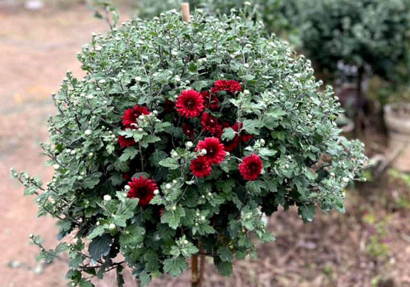 Chợ Tết Quý Mão, cúc cổ Sơn La giá vài triệu đồng một cây vẫn đắt khách-1