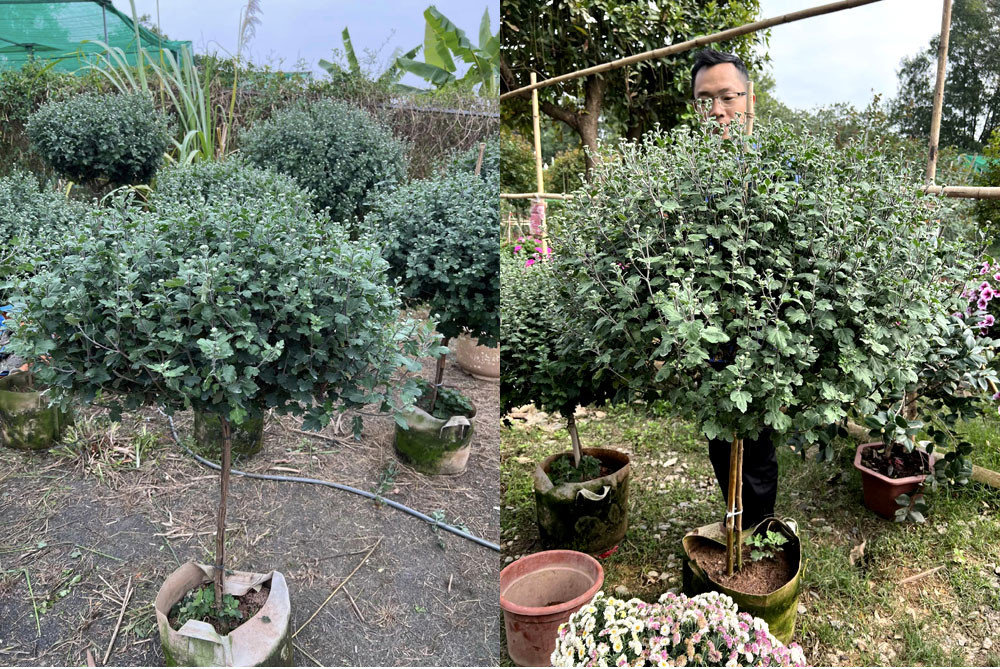 Chợ Tết Quý Mão, cúc cổ Sơn La giá vài triệu đồng một cây vẫn đắt khách-2