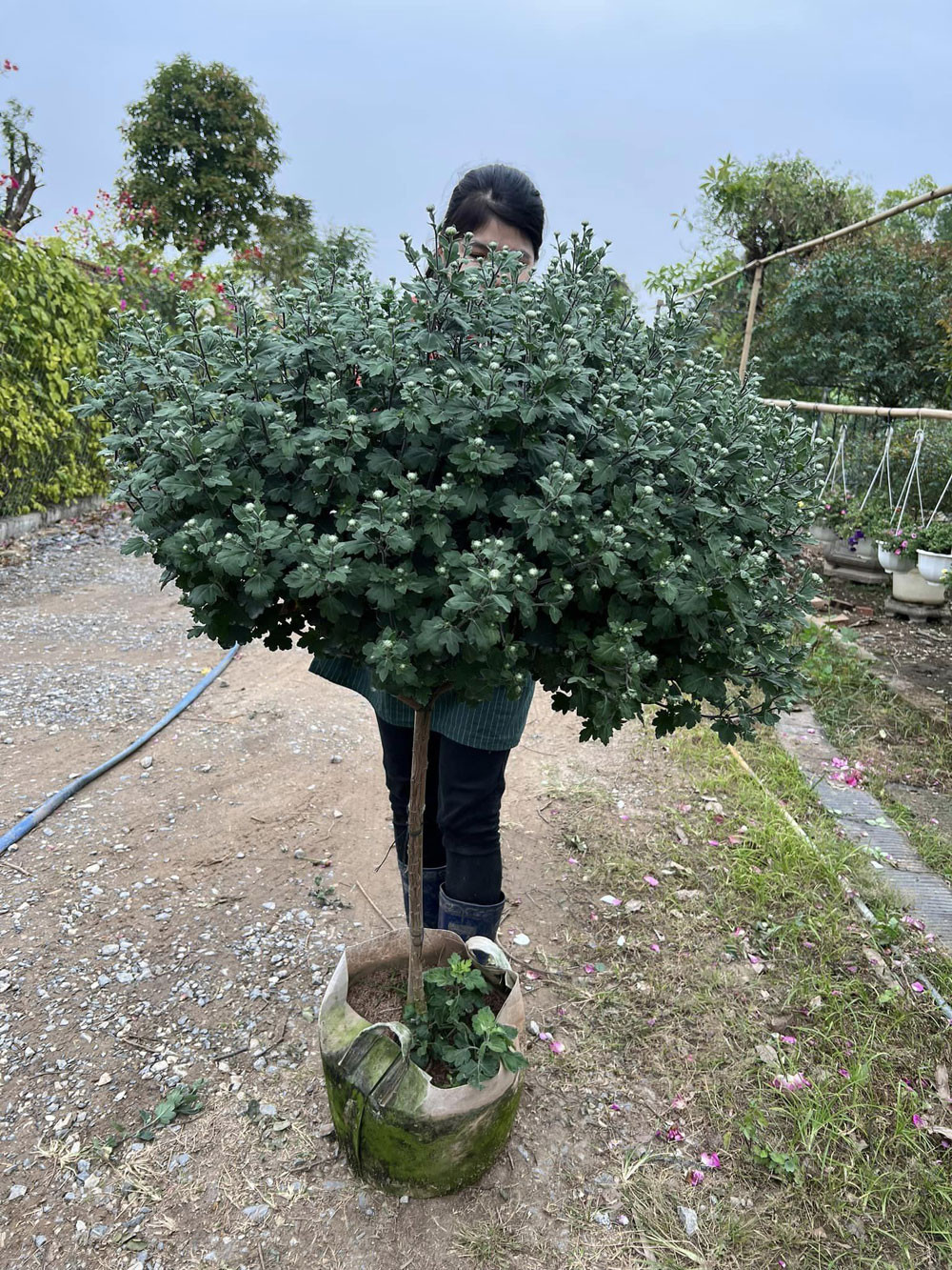 Chợ Tết Quý Mão, cúc cổ Sơn La giá vài triệu đồng một cây vẫn đắt khách-3