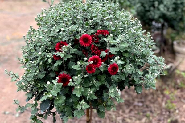 Chủ nhân gốc mai cổ tìm ‘dân chơi’ ngày Tết, từng được trả 3,5 tỷ nhưng không bán-5