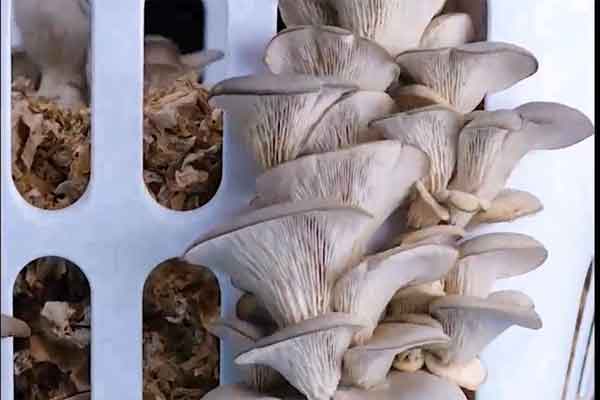 Lấy thịt từ ngăn đá cứng đơ như gạch, cho vài giọt này vào 5 phút là mềm tươi, tha hồ nấu nướng-5