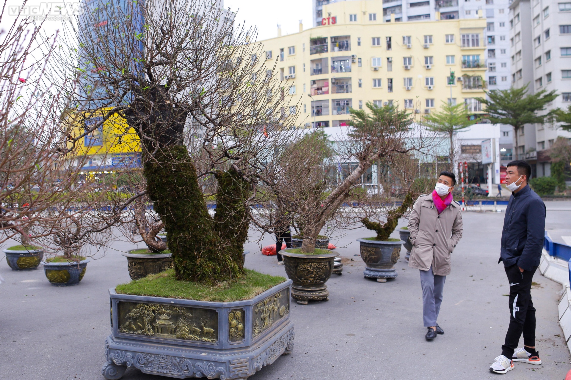 Đào cổ thụ xuống phố Hà Nội, giá trăm triệu đồng chờ đại gia rinh về chơi Tết-1