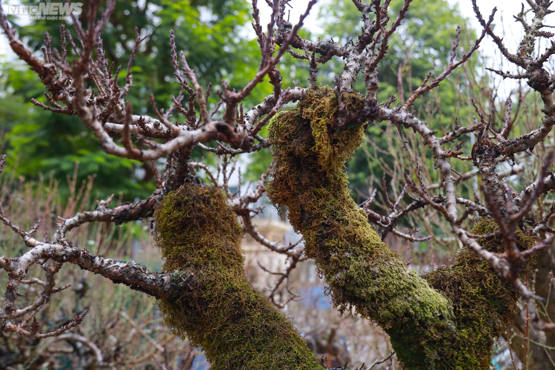 Đào cổ thụ xuống phố Hà Nội, giá trăm triệu đồng chờ đại gia rinh về chơi Tết-3