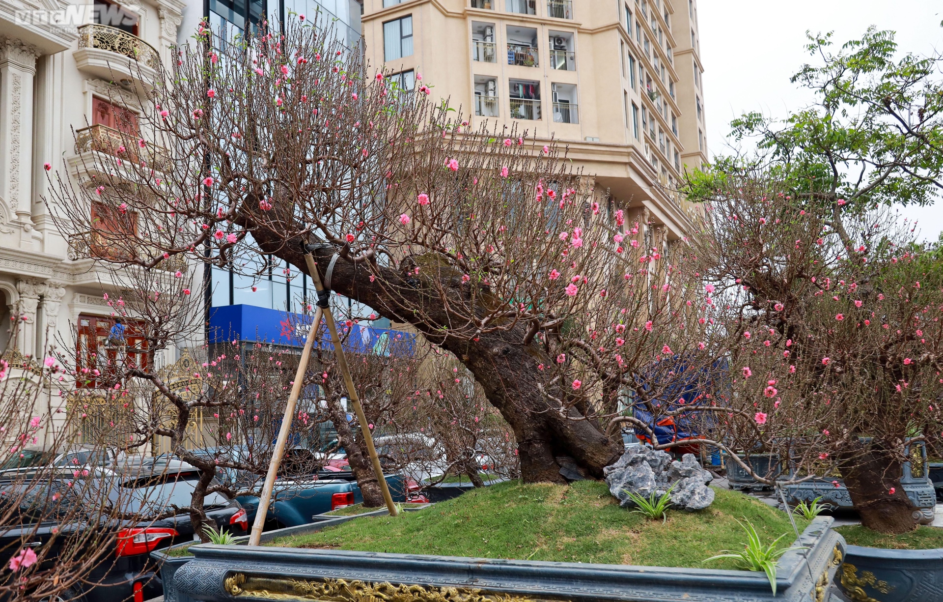 Đào cổ thụ xuống phố Hà Nội, giá trăm triệu đồng chờ đại gia rinh về chơi Tết-10