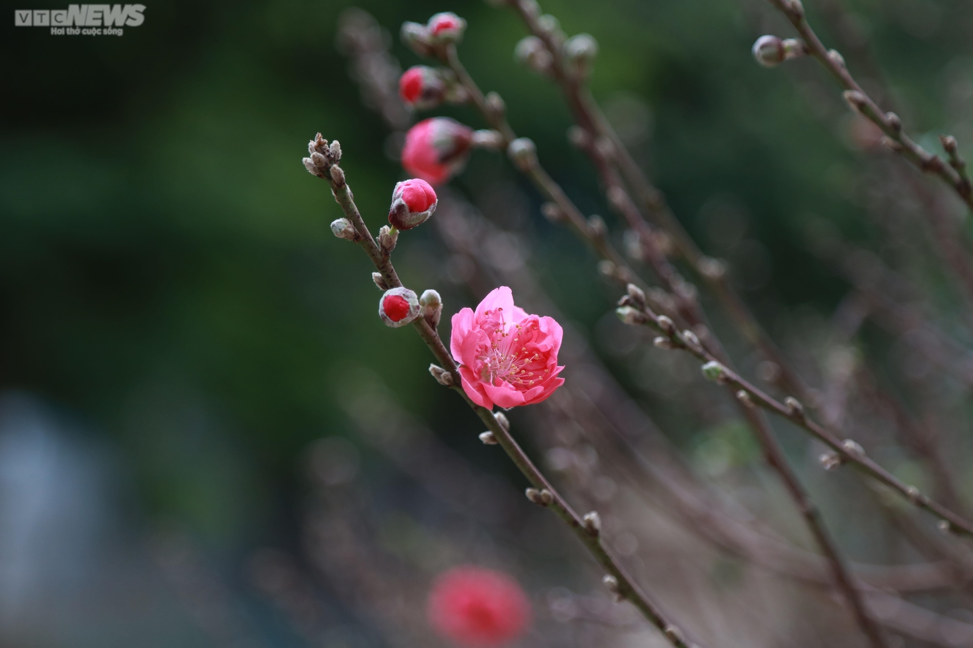 Đào cổ thụ xuống phố Hà Nội, giá trăm triệu đồng chờ đại gia rinh về chơi Tết-12