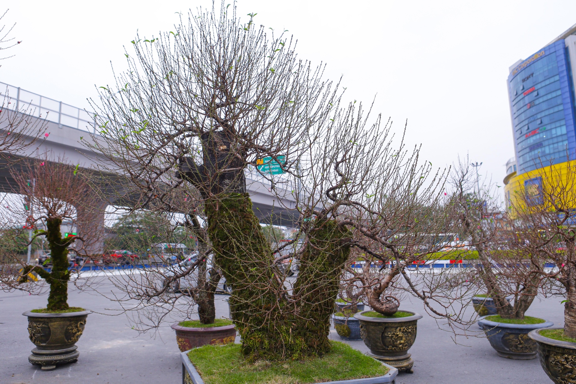 Đào cổ thụ xuống phố Hà Nội, giá trăm triệu đồng chờ đại gia rinh về chơi Tết-5