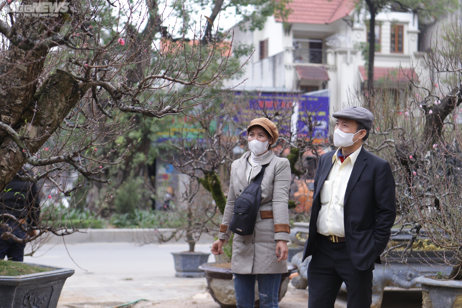 Đào cổ thụ xuống phố Hà Nội, giá trăm triệu đồng chờ đại gia rinh về chơi Tết-6