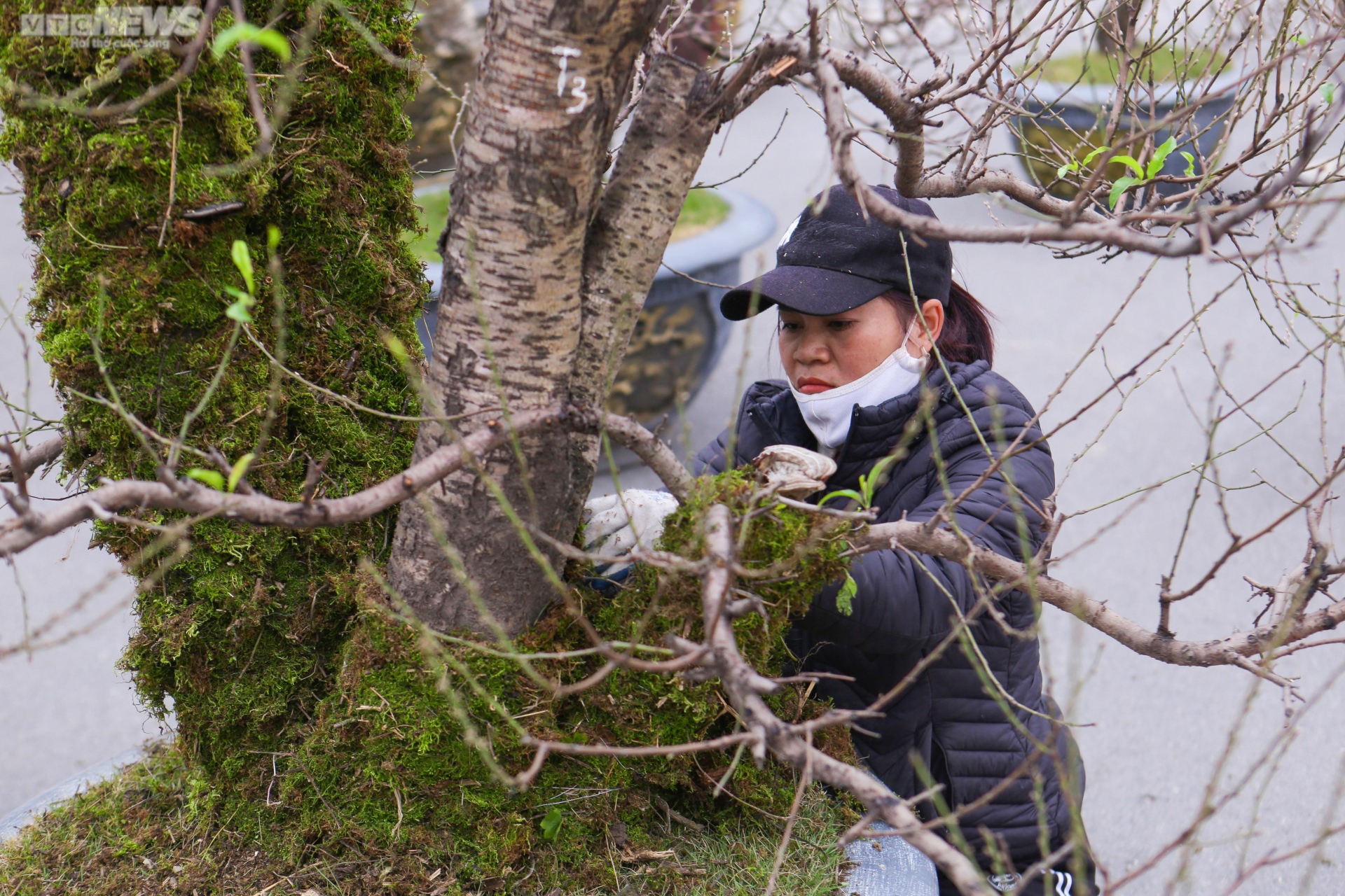 Đào cổ thụ xuống phố Hà Nội, giá trăm triệu đồng chờ đại gia rinh về chơi Tết-7