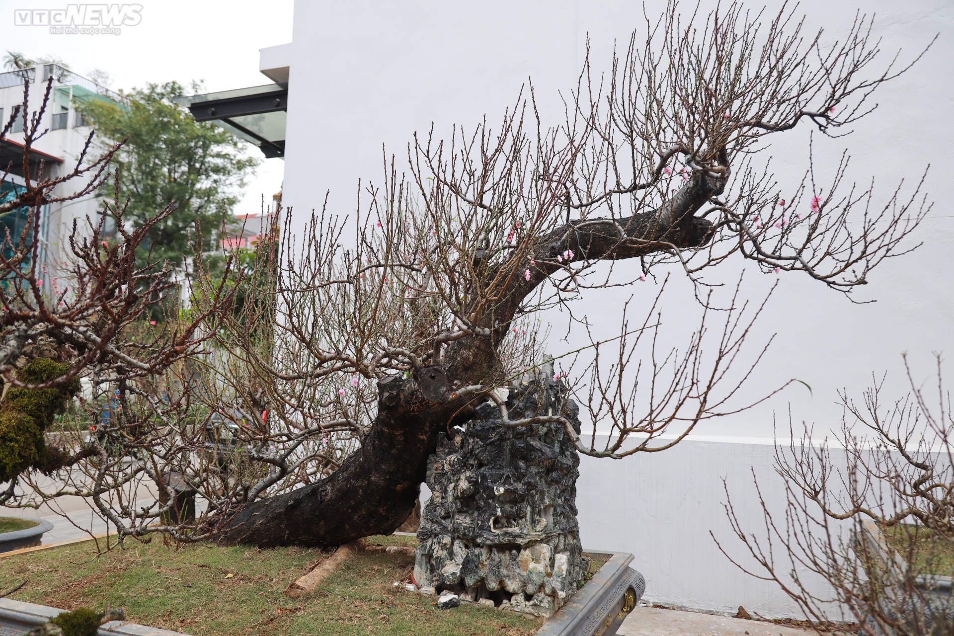 Đào cổ thụ xuống phố Hà Nội, giá trăm triệu đồng chờ đại gia rinh về chơi Tết-9