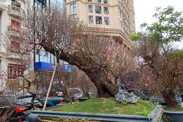 Chiêm ngưỡng cây đào 100 năm tuổi được bán với giá hơn 368 triệu đồng tại Hà Nội-10
