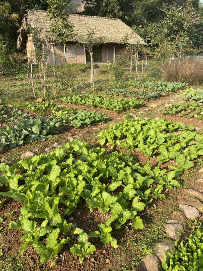 Cựu MC VTV khoe vườn rau tự trồng, cảnh tỉnh những ai muốn bỏ phố về rừng”-5