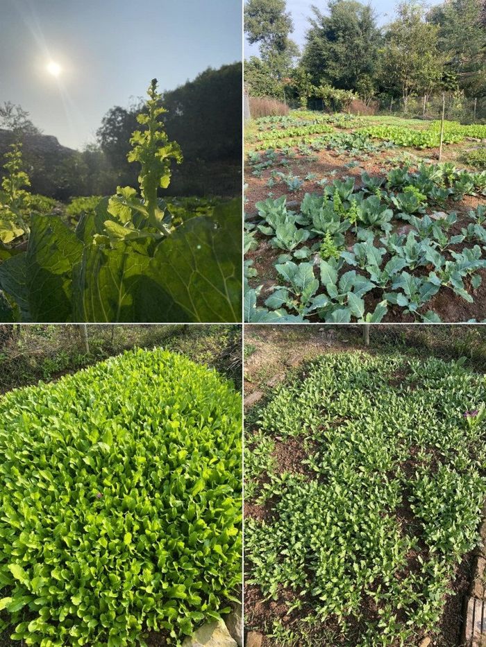 Cựu MC VTV khoe vườn rau tự trồng, cảnh tỉnh những ai muốn bỏ phố về rừng”-6