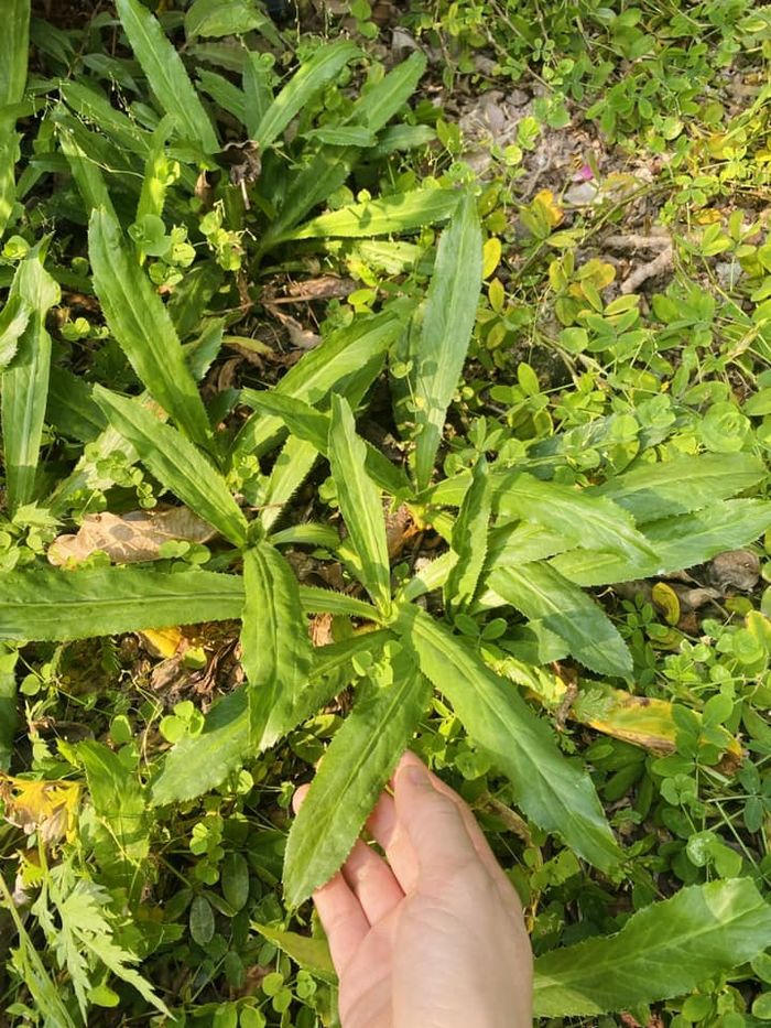 Cựu MC VTV khoe vườn rau tự trồng, cảnh tỉnh những ai muốn bỏ phố về rừng”-7