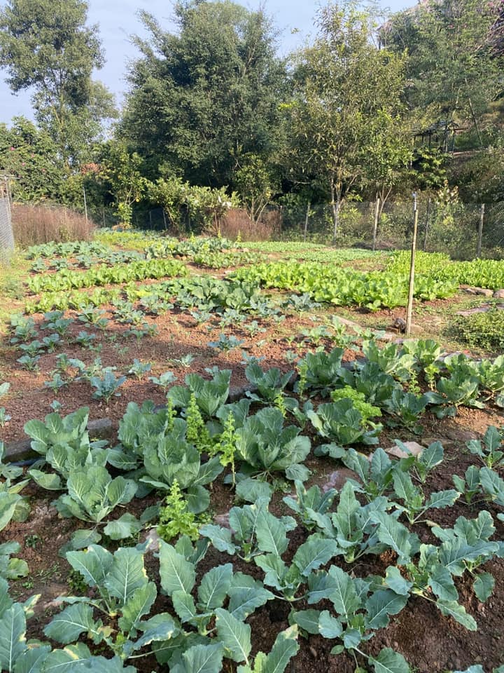 Cựu MC VTV khoe vườn rau tự trồng, cảnh tỉnh những ai muốn bỏ phố về rừng”-9