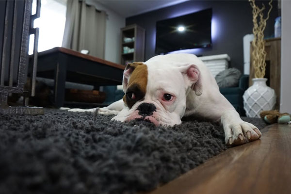 Cãi nhau với chồng, cô gái Hàn Quốc ném chó từ tầng 11 xuống-1