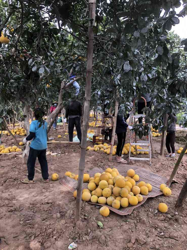 Loạn giá bưởi Diễn trước Tết Nguyên đán Quý Mão 2023-9