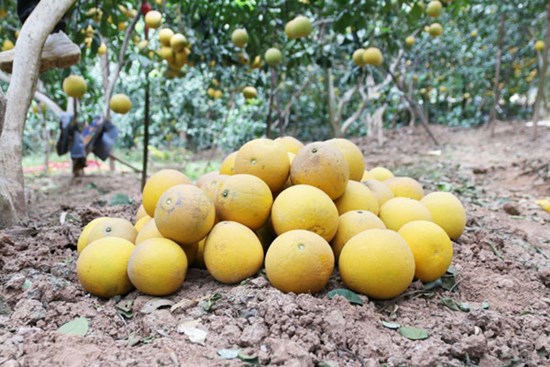 Loạn giá bưởi Diễn trước Tết Nguyên đán Quý Mão 2023